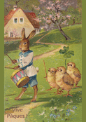 Lapin tambourinaire et ses poussins